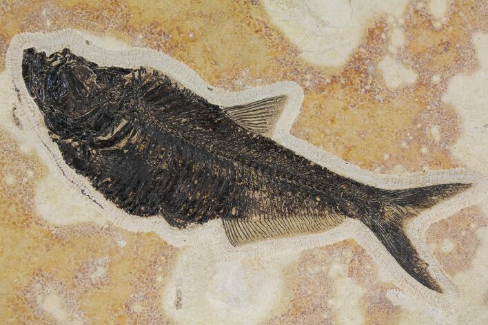 Fossil Fish (Diplomystus) - Green River Formation, Wyoming #144205